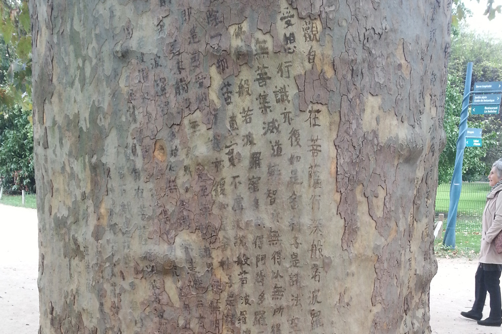 "Plane tree mantra" de Charwei Tsai